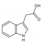 гетероауксин